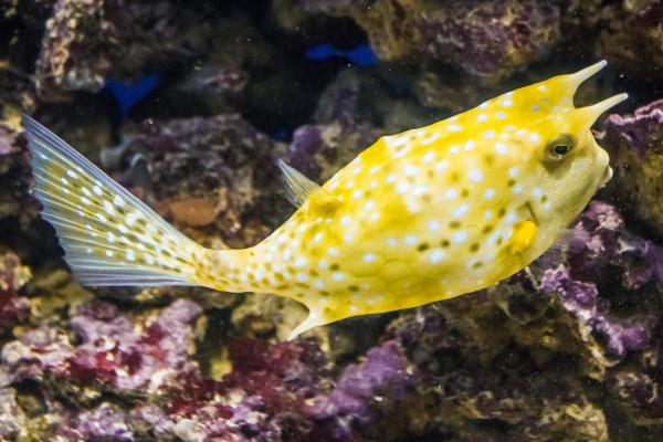 I 20 pesci più pericolosi del mondo - Pesce scatola cornuto (Lactoria cornuta)