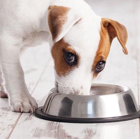 Alimentazione casalinga per cani con insufficienza renale