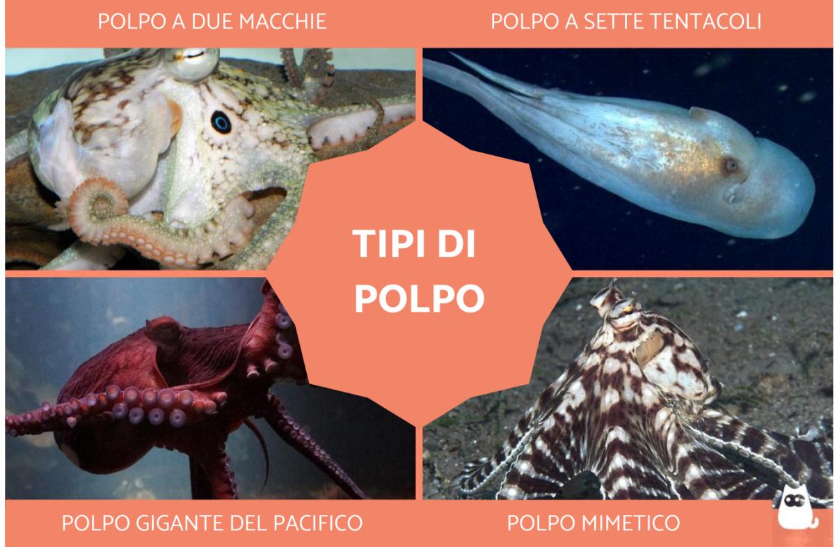 Tipi di polpo: nomi e immagini