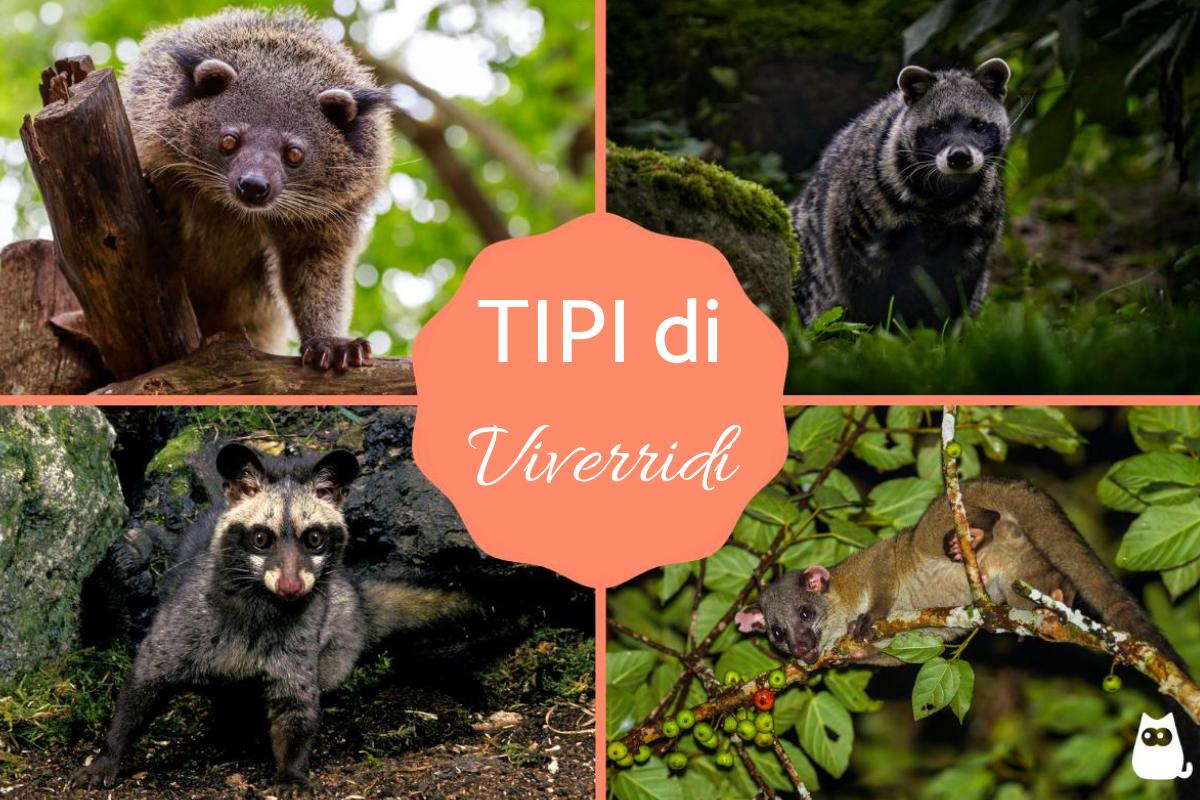 Viverridi (Viverridae) - Caratteristiche, specie e distribuzione