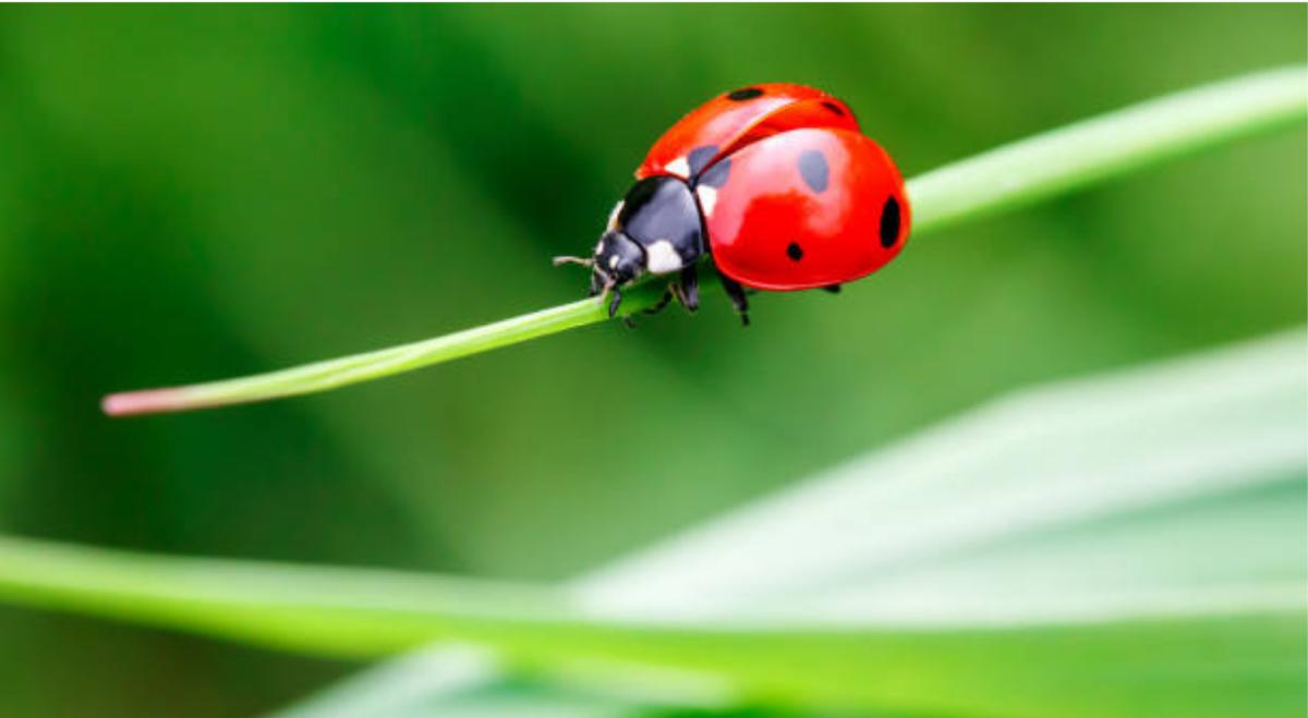 Insetti simili alla coccinella