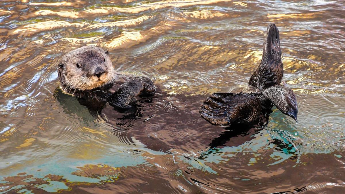 Dove vive la lontra?