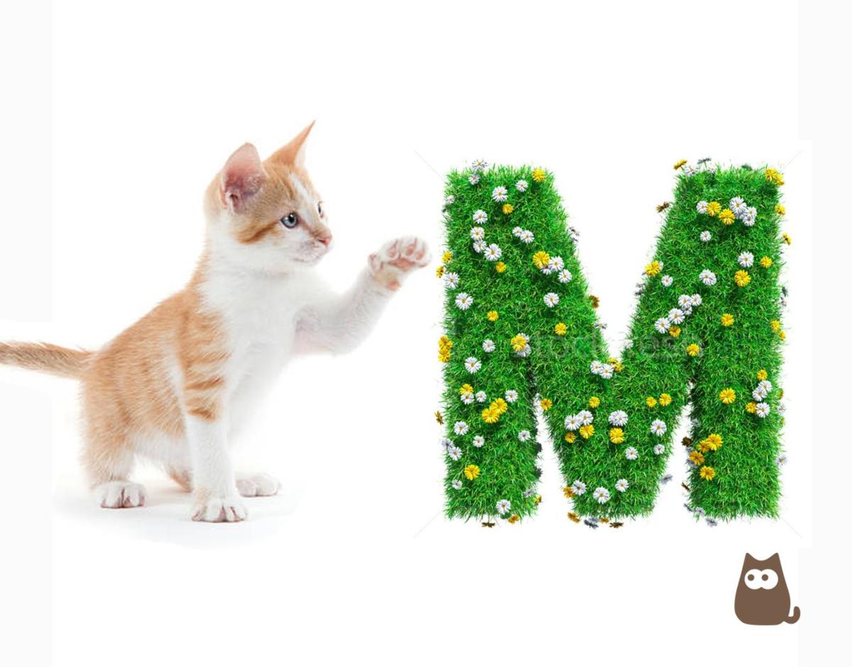 Nomi per gatti con la lettera M
