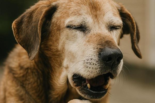 Tosse nel cane anziano: cause e trattamento - 2. Polmonite