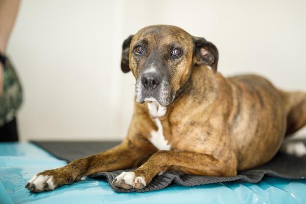 Tosse nel cane anziano: cause e trattamento - 4. Tumore del polmone