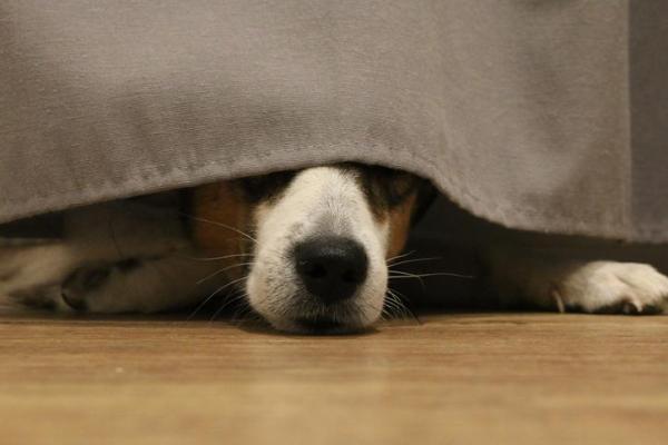 Comportamenti strani del cane e perché si nasconde