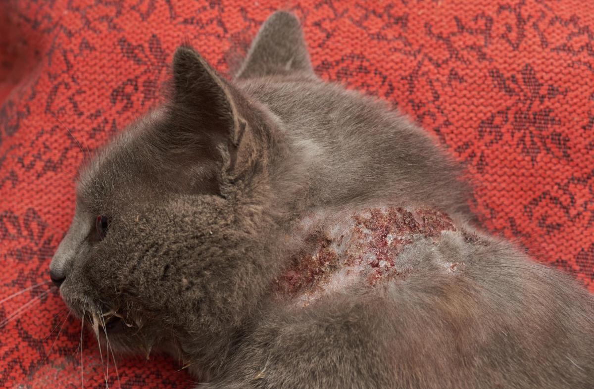Croste sulla pelle del gatto - Cause e cura