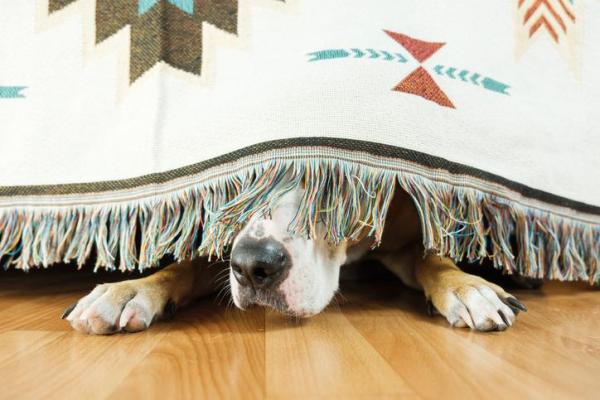 Comportamenti strani del cane e perché si nasconde - Il cane ha dei comportamenti strani