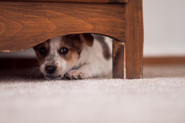 Comportamenti strani del cane e perché si nasconde - Il cane se ne ve in un'altra stanza