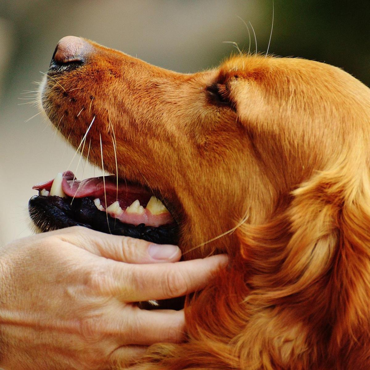 Come prendersi cura di un Golden Retriever
