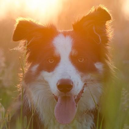 Come addestrare un Border Collie