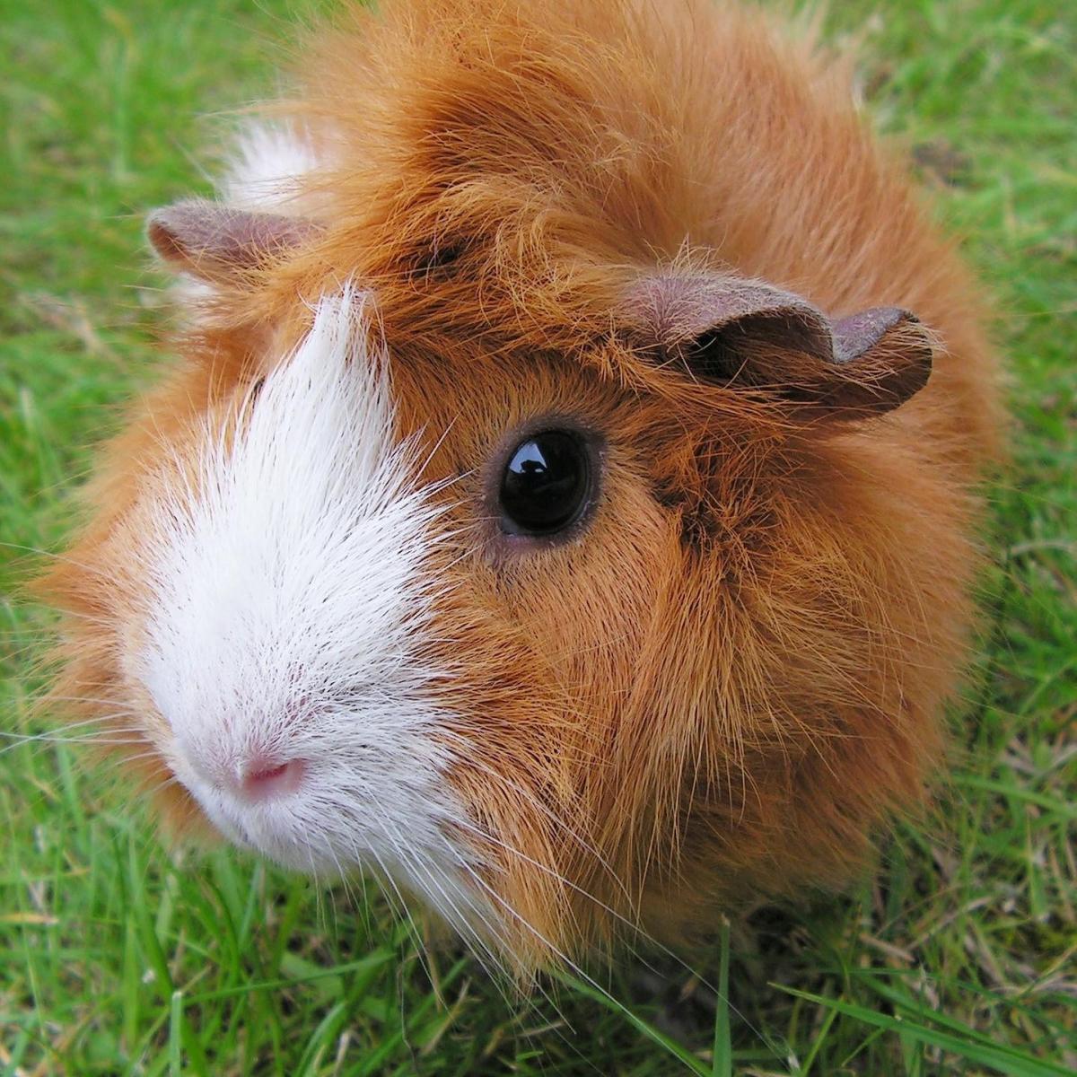 La rogna nella cavia peruviana - Sintomi e come curarla