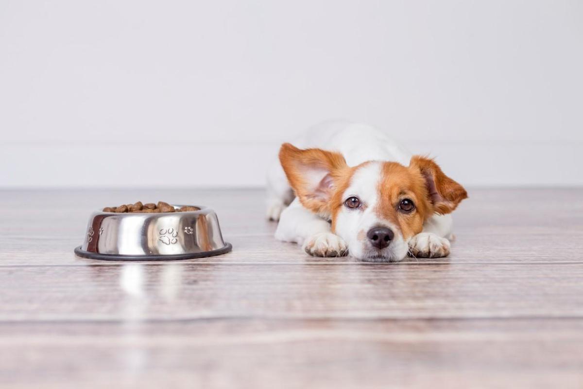 Perché il cucciolo non mangia?