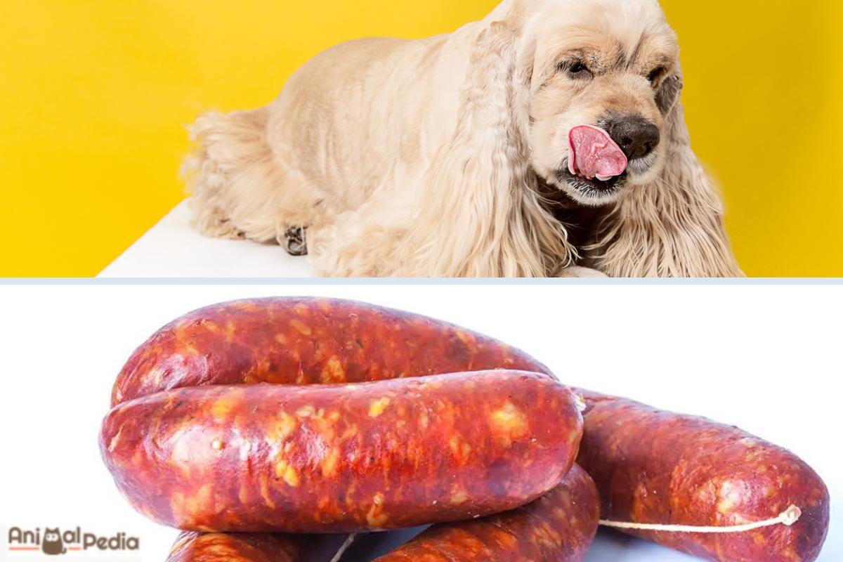 Si può dare la salsiccia al cane? (Cruda o cotta)