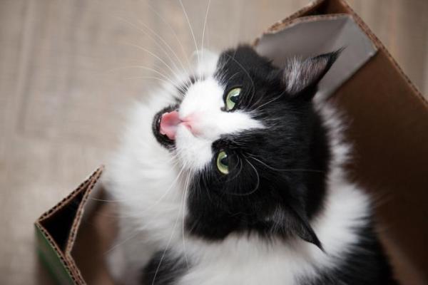 Perché il gatto miagola?