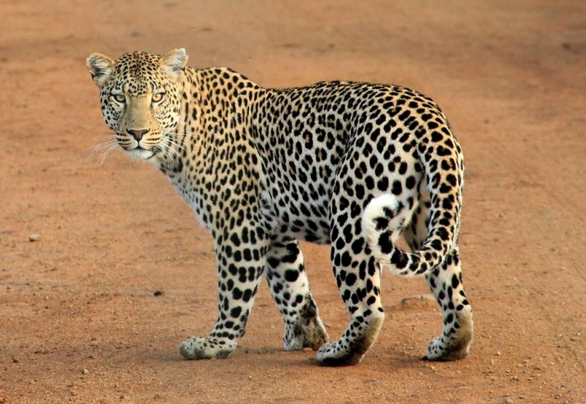 Dove vive il leopardo?