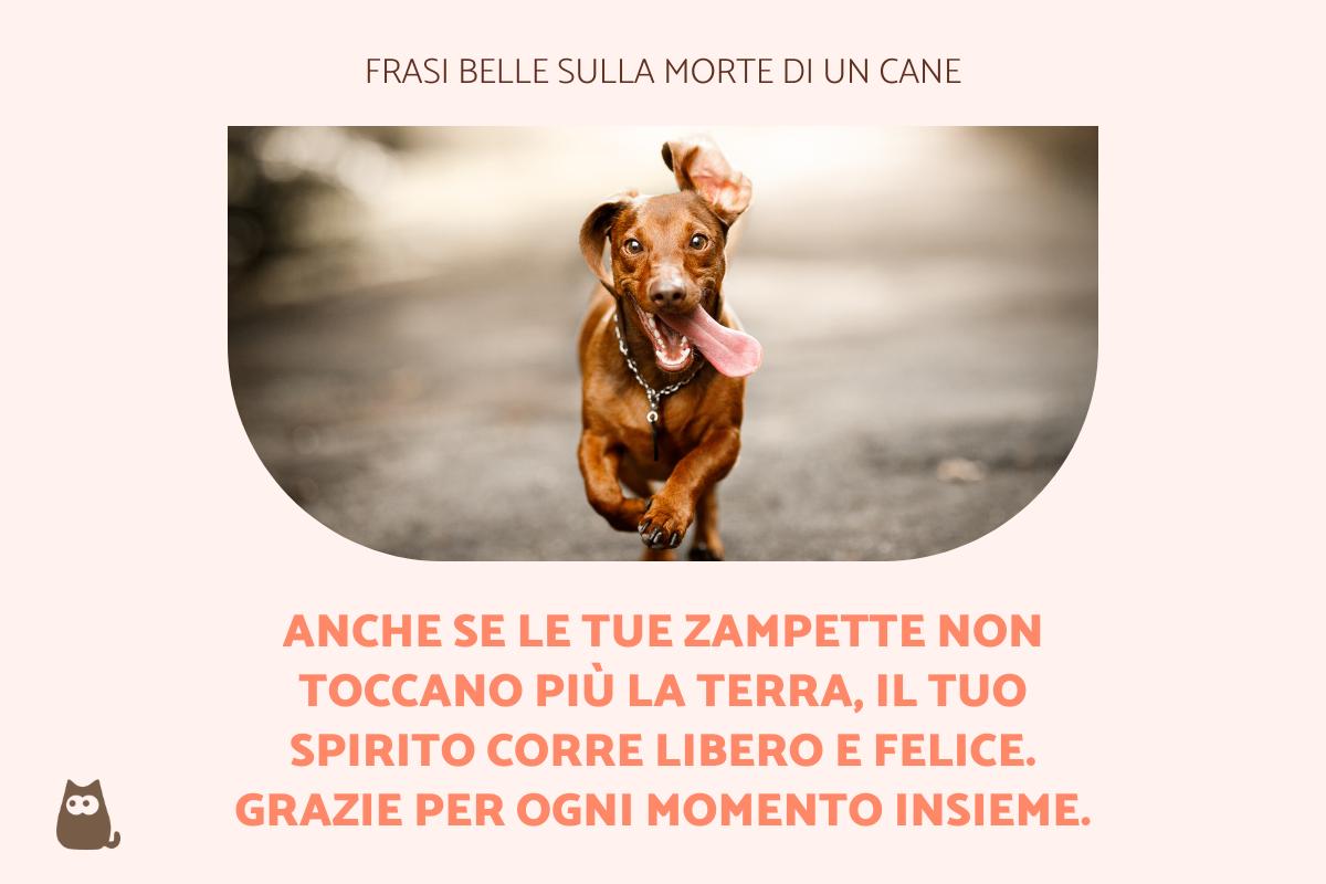 55 Frasi sulla morte di un cane - Le più belle ed emotive