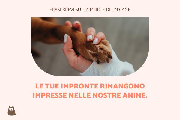 Frasi sulla morte di un cane - Frasi brevi sulla morte di un cane