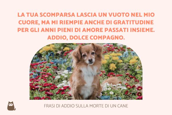 Frasi sulla morte di un cane - Frasi di addio sulla morte di un cane
