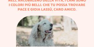 Frasi sulla morte di un cane
