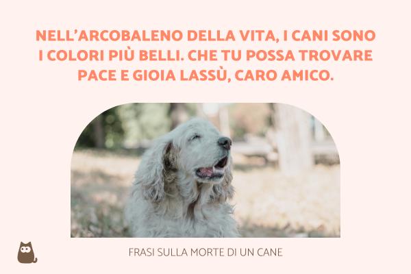 Frasi sulla morte di un cane