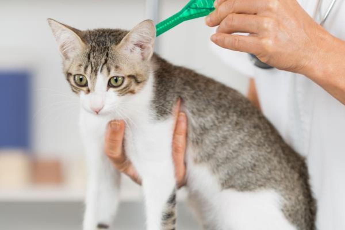 Broadline per gatti: a cosa serve e come applicarlo