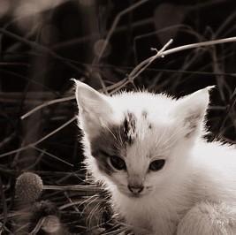 Come capire se un gatto è maschio o femmina