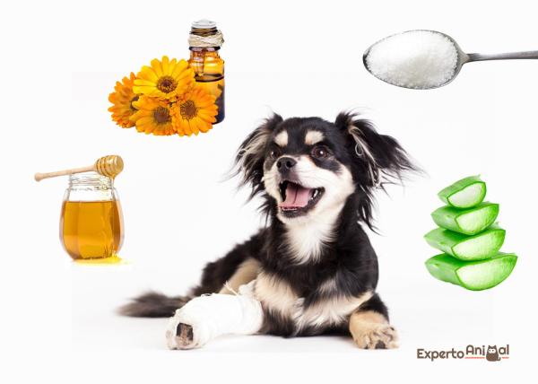 Come curare le ferite del cane con rimedi naturali