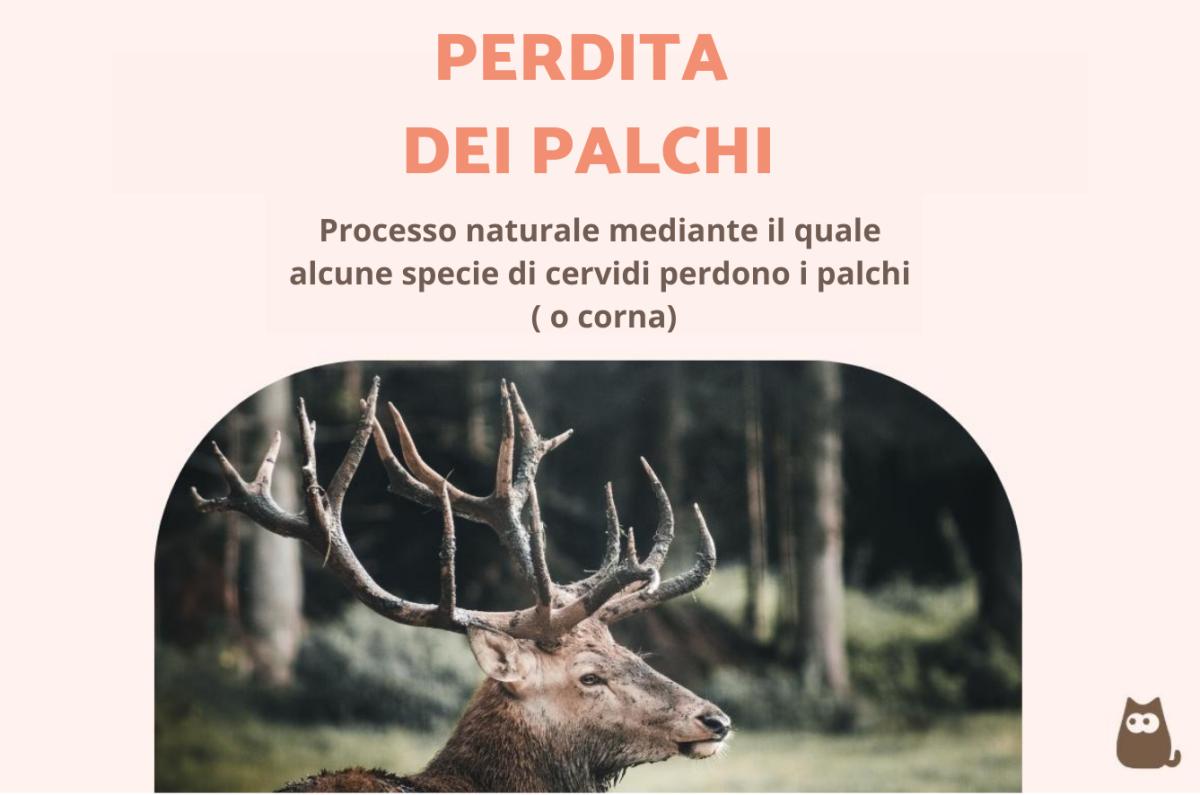 Palchi di cervo: quando cadono e perché non bisogna raccoglierli?