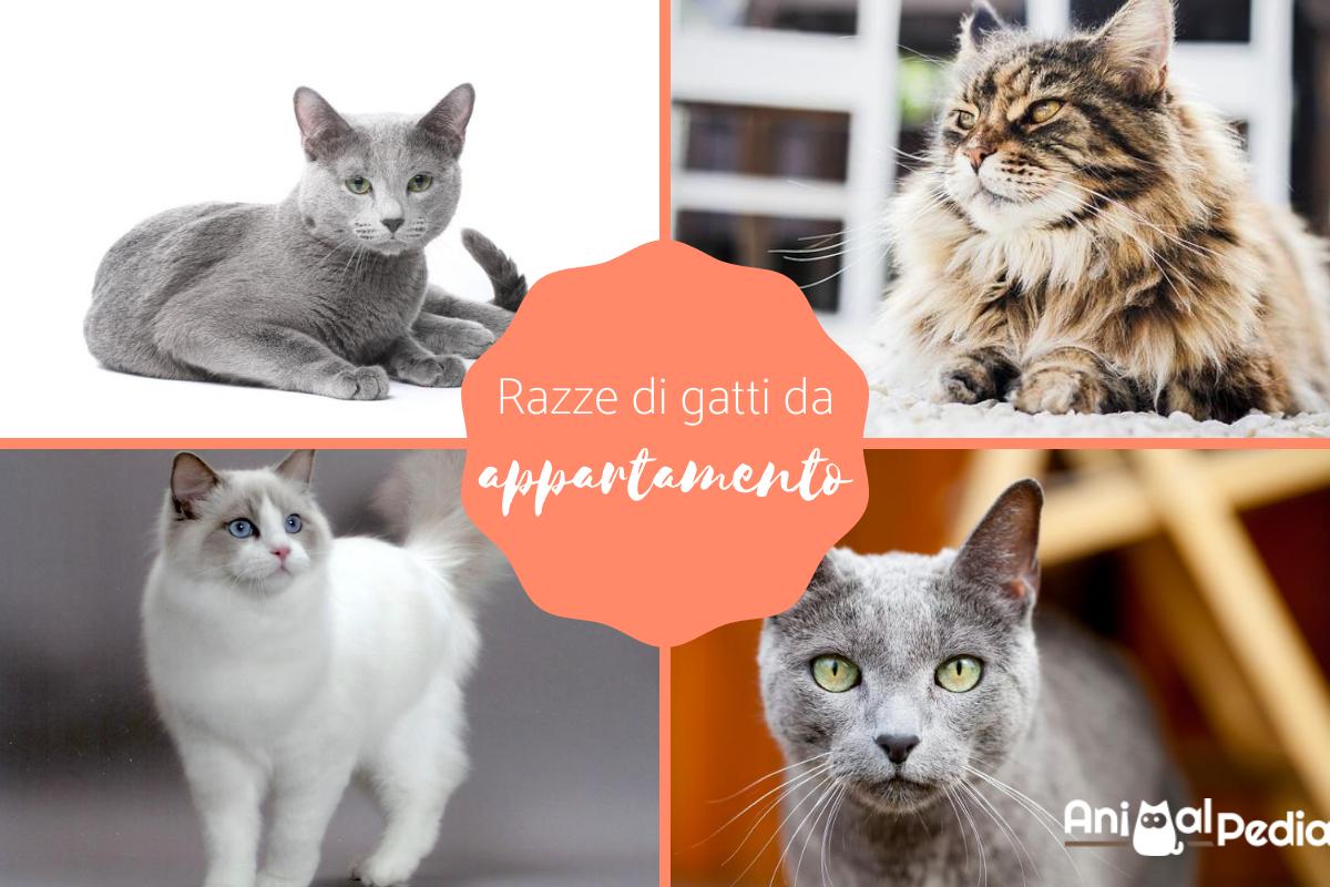 Razze di gatti da appartamento
