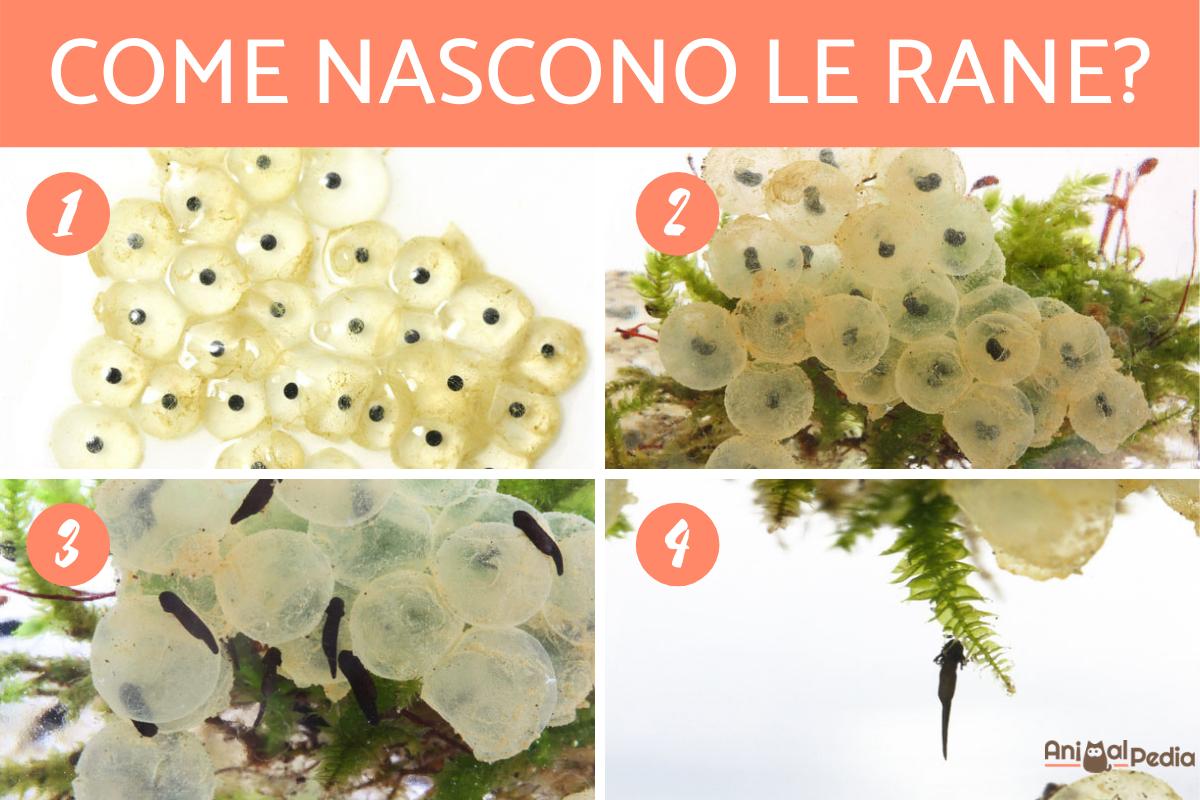 Metamorfosi della rana