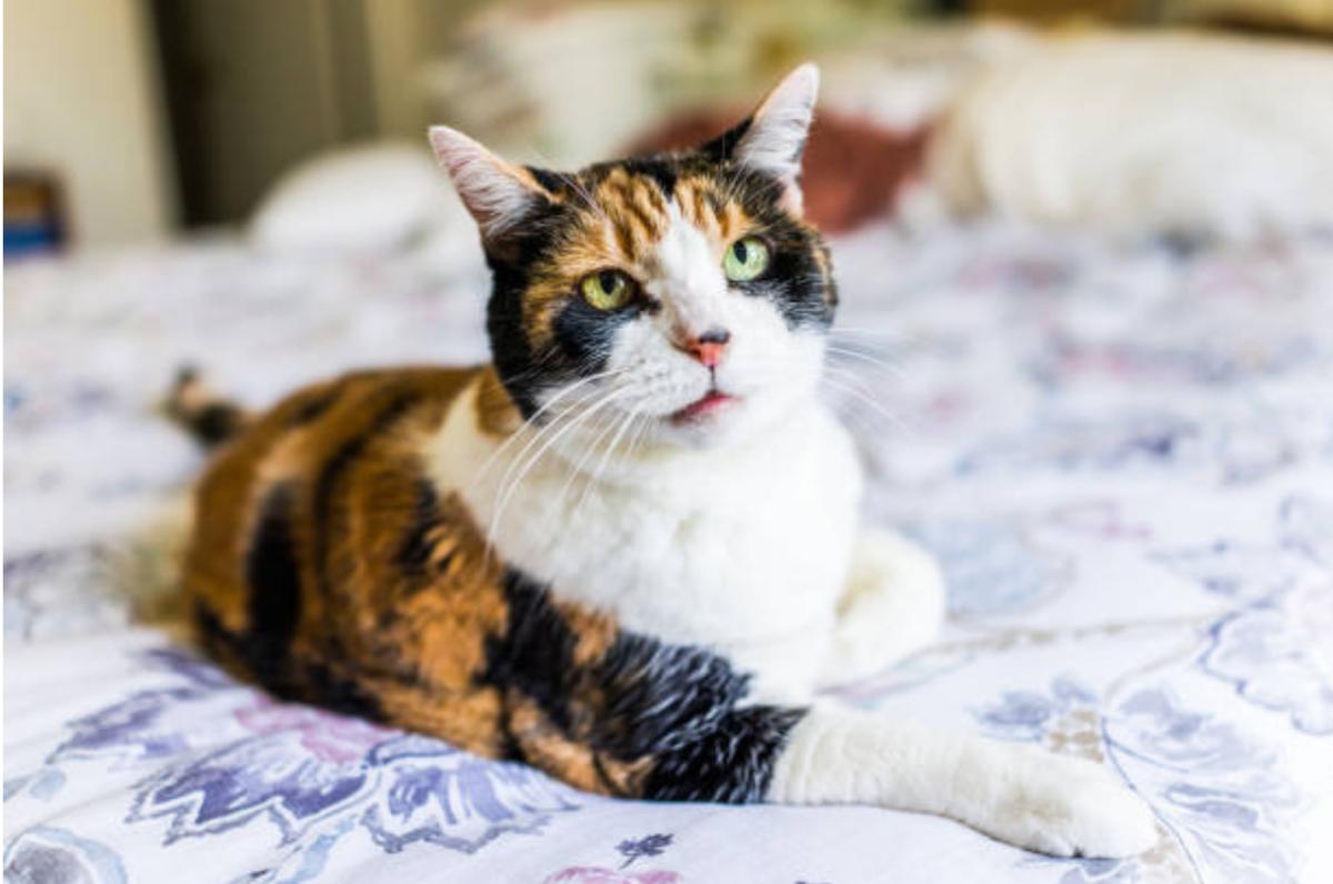 Gatto anziano dimagrisce: perché e cosa fare