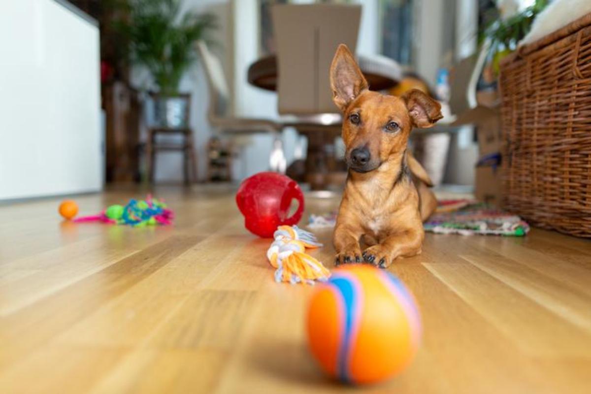I migliori giochi per cani