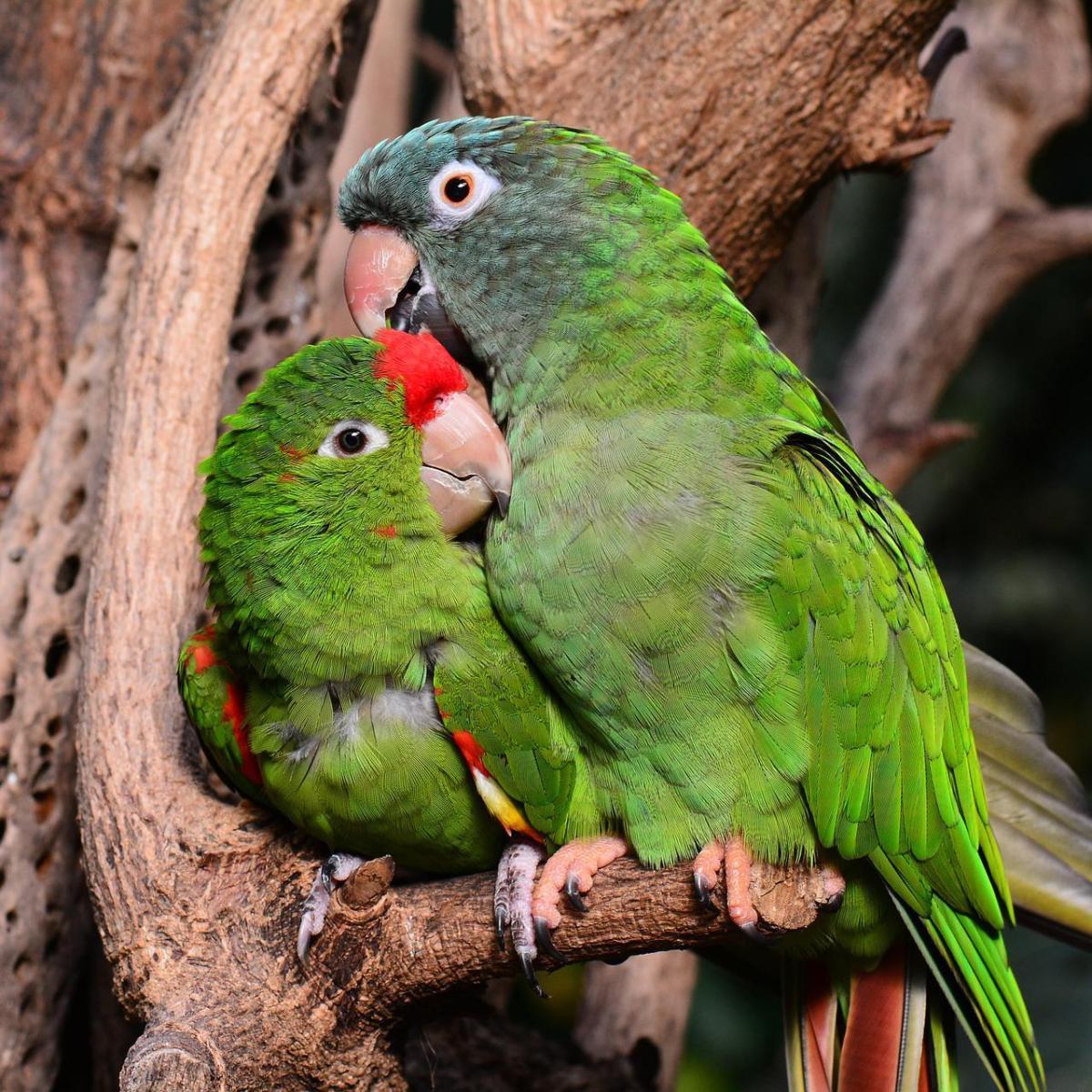Pappagalli inseparabili - Tutto sull'Agapornis