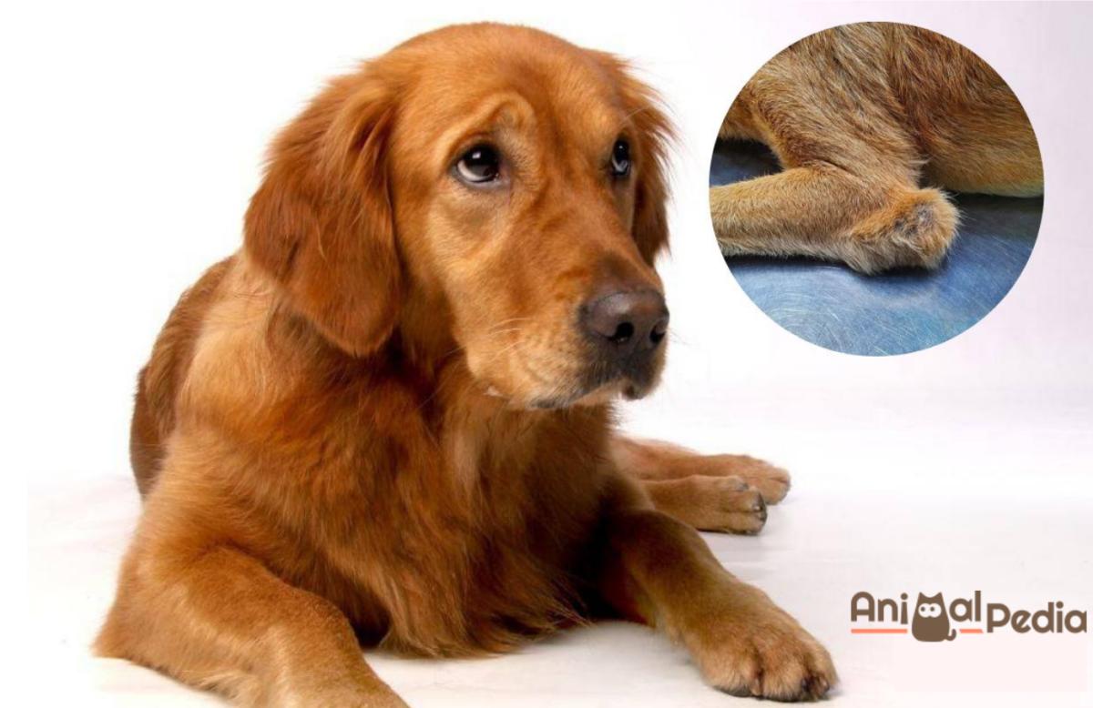 Borsite nel cane: cause, cura e rimedi naturali