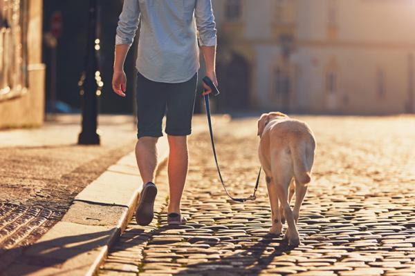 Quante volte bisogna portare fuori il cane?
