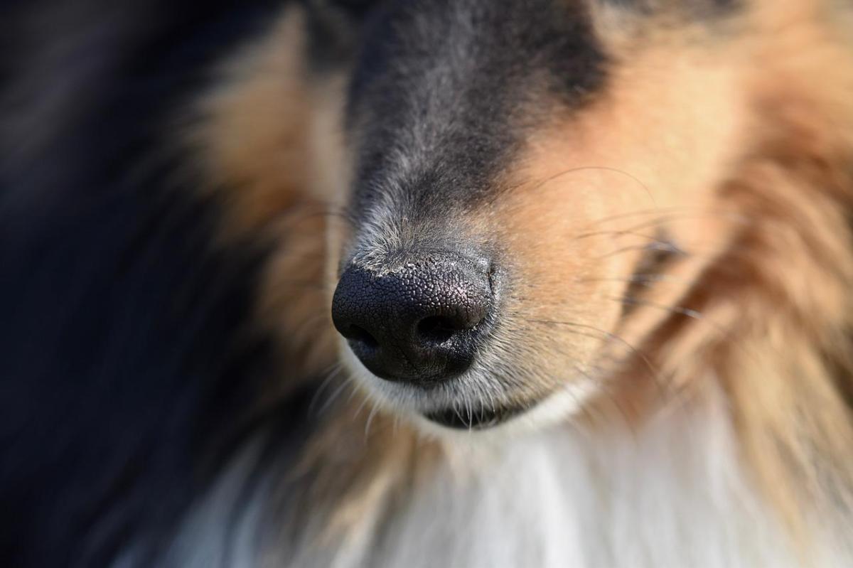 A cosa servono i baffi del cane