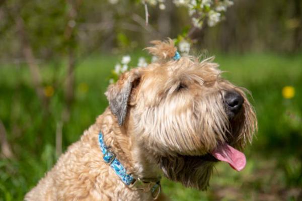 Spasmi tipo singhiozzo nel cane: cause e rimedi