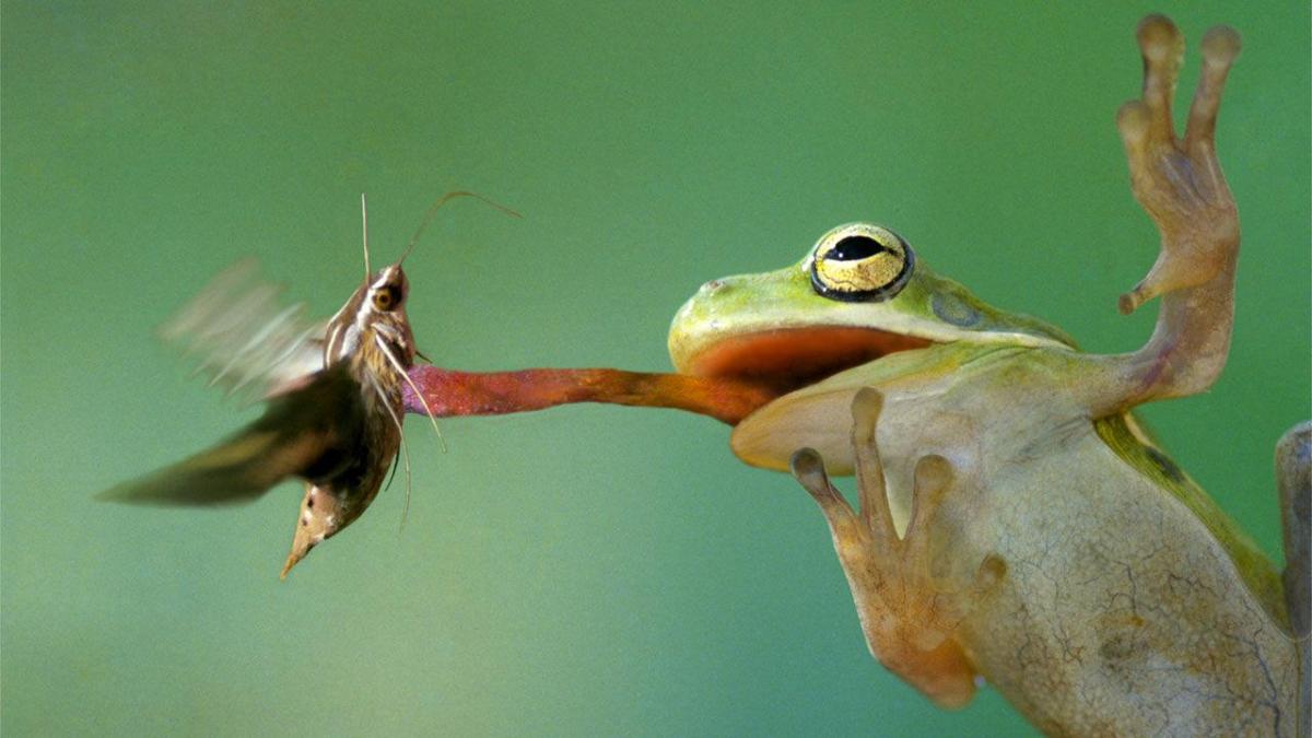 Alimentazione delle rane: cosa mangiano le rane?