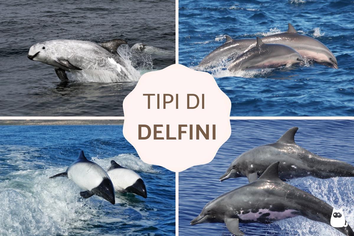 Tipi di delfini