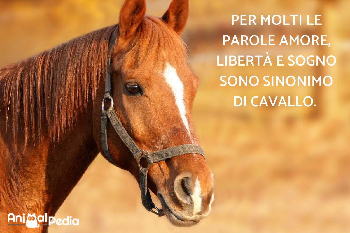 Frasi Sui Cavalli E La Vita +50 Frasi sui CAVALLI - Belle, originali, per chi AMA questi animali