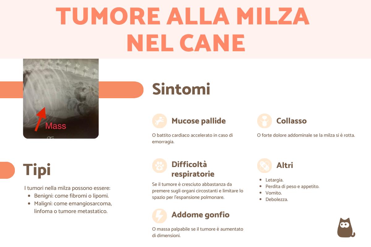 Tumore alla milza nel cane: sintomi, trattamento e aspettativa di vita