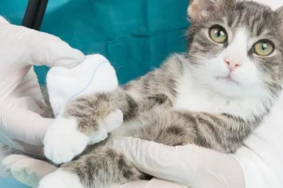 Acqua ossigenata nei gatti: si può utilizzare?