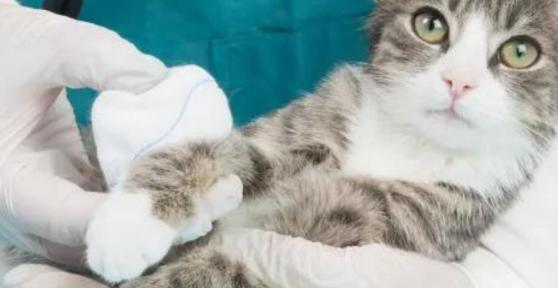 Acqua ossigenata nei gatti: si può utilizzare?
