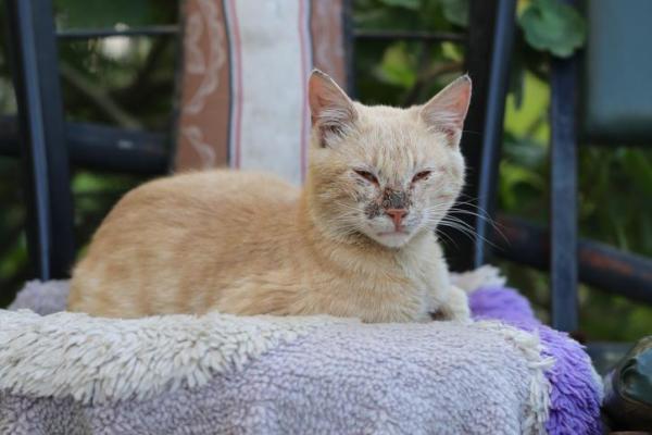 Tumore al naso nel gatto: come riconoscerlo - Come riconoscere il tumore al naso nel gatto?