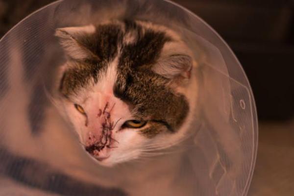 Tumore al naso nel gatto: come riconoscerlo - Il tumore al naso nel gatto ha una cura?