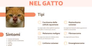 Tumore al naso nel gatto: come riconoscerlo