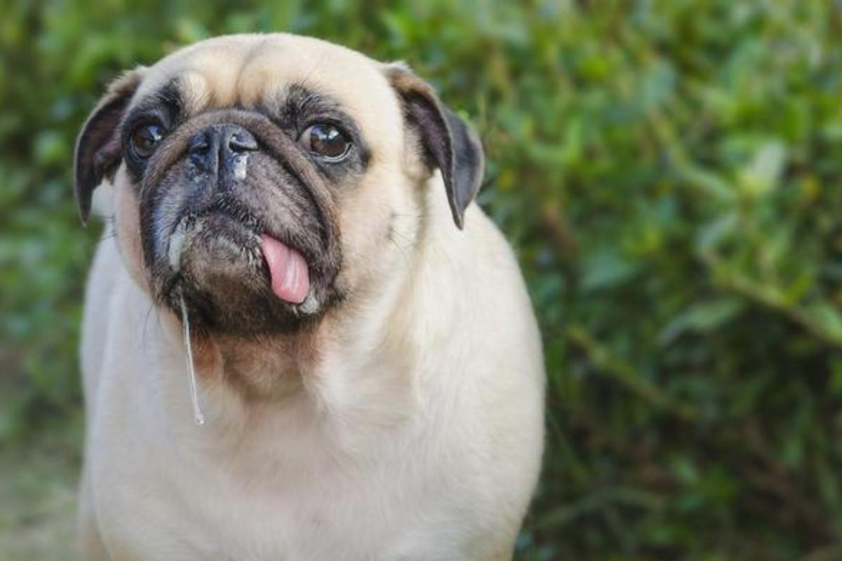 Il mio cane ha il muco e respira male: cause e trattamento
