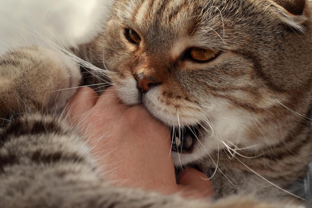Perché i gatti mordono le mani?