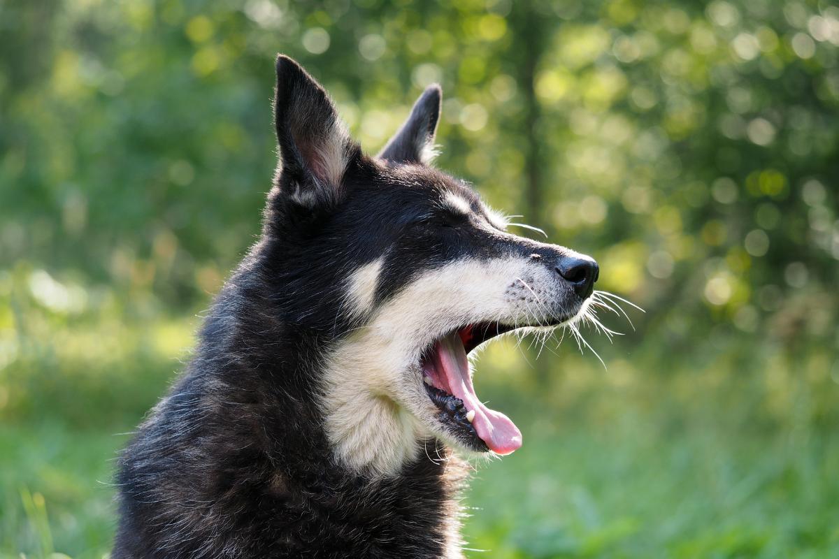 Perché il cane sbadiglia e cosa fare